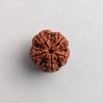 Original nepali paanch mukhi rudraksh