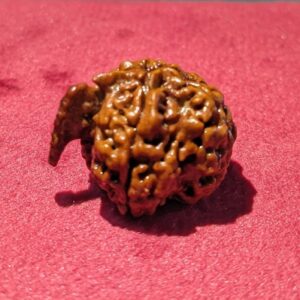 original-nepali-ganesh-rudraksha