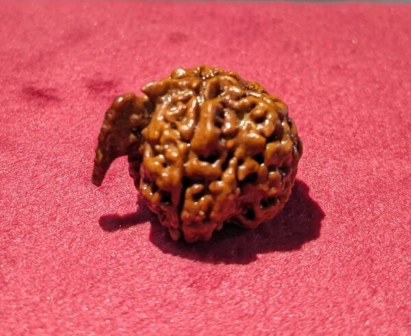 original-nepali-ganesh-rudraksha